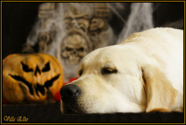 perro golden retriever de villa ellie